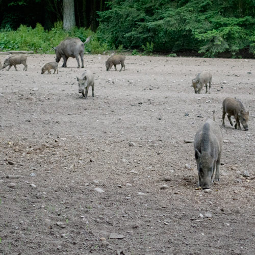 Ferienwohnung Erlebniswald Trappenkamp Wildschweine